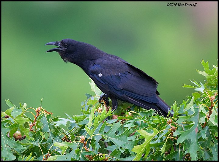 _0SB6747 american crow.jpg